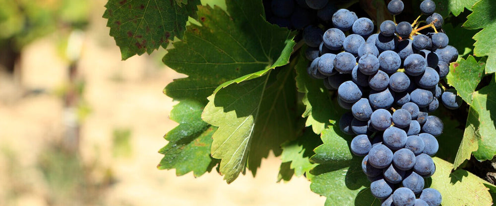 Storing Wine at Home: Do's and Don'ts for Longevity